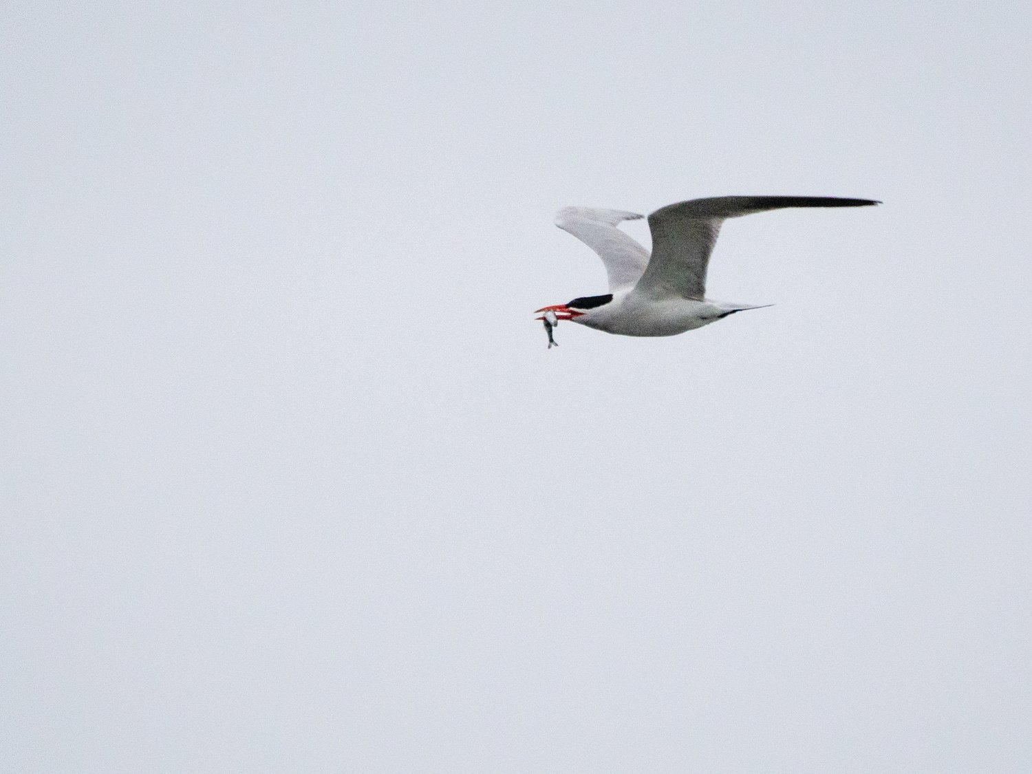 A Caspian Tern carries away a fish for a meal on the go.